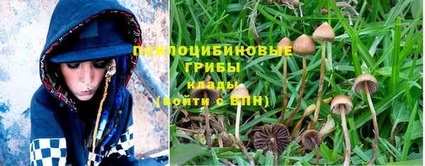 PSILOCYBIN Каменногорск